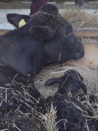 肉用牛の出産の画像