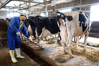 牛床清掃 | １日の牛舎内作業（つなぎ牛舎） | 酪農 | 畜産のお仕事